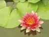 2383_lotusflower240